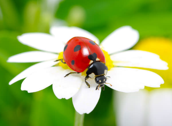 wildlife, balcony garden, home garden, butterfly, bee, ladybug, dragonfly, flowering plants, garden plants, honey bee