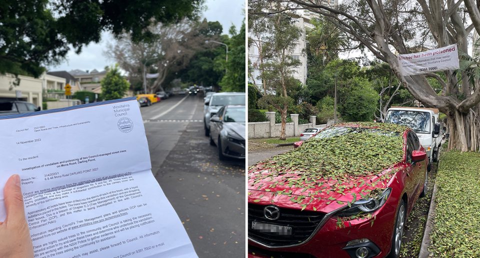Left - a letter sent to residents. A denuded tree can be seen in the background. Right - the tree on the bottom of the street. Leaves can be seen on cars and the street.