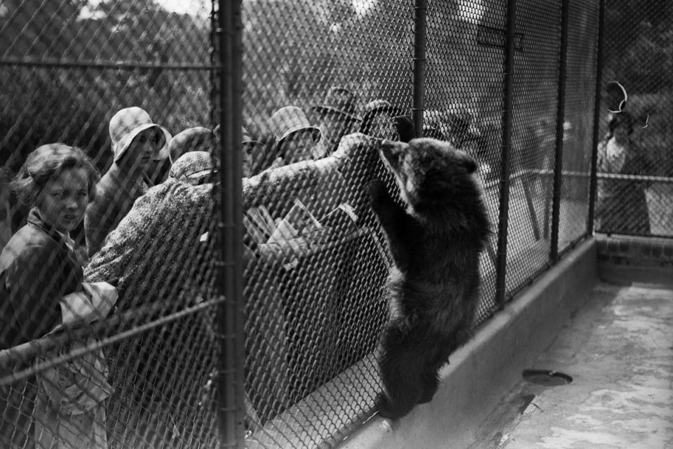 1931: Food theft: A young grizzly bear climbs the wire of its cage at London Zoo to snatch food from the hand of a tourist (Fox Photos/Getty Images)