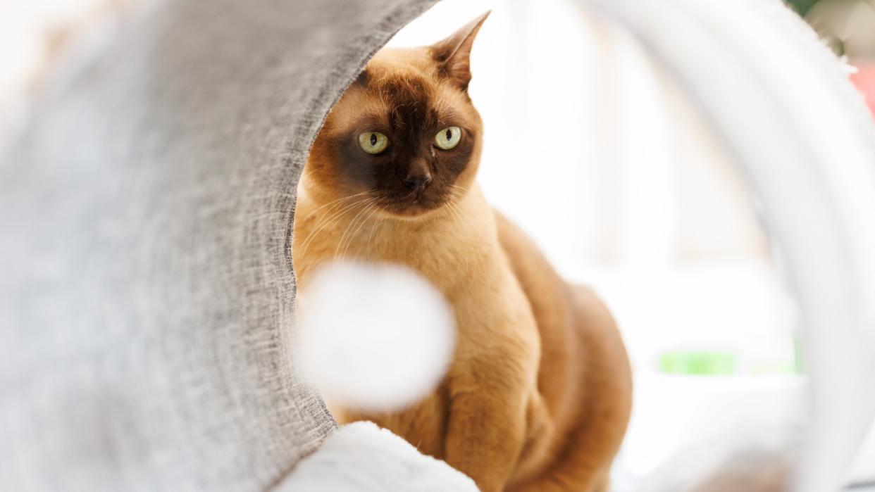 Burmese cat