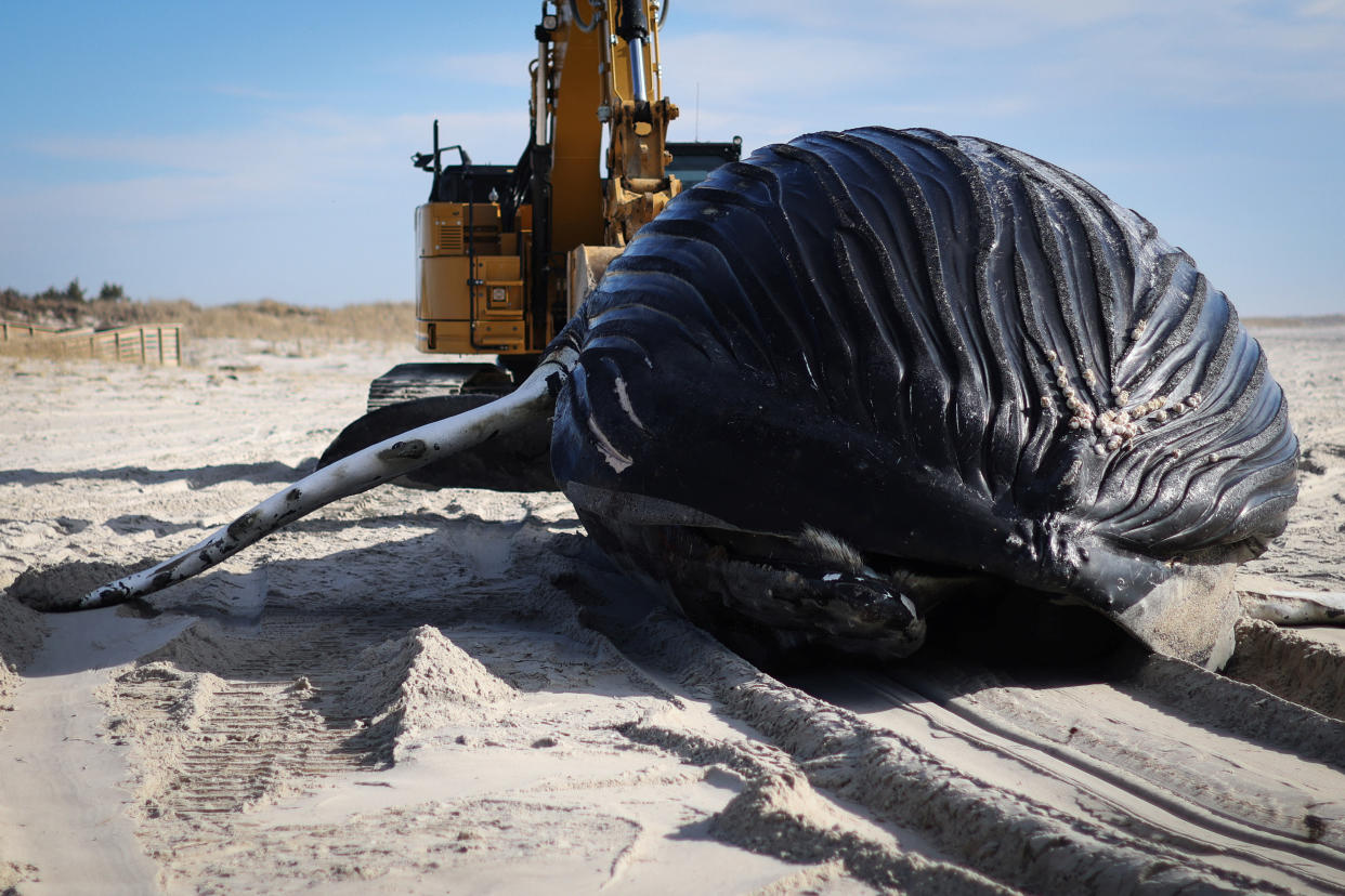 View of a dead male humpback whale that, according to town officials, washed ashore overnight on Long Island's south facing shore in Lido Beach, New York, U.S., January 30, 2023. REUTERS/Mike Segar