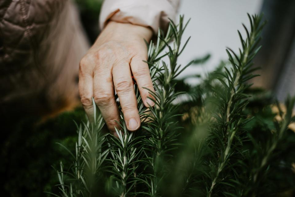 a person's hand harvesting fresh rosemary herbs 