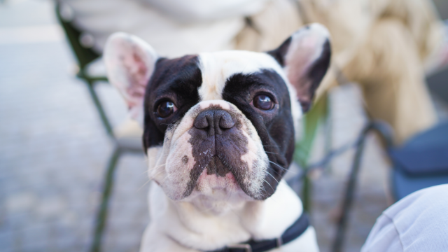 Frenchie Pouts Like a Frustrated Kid Over the Dog Park Being Closed