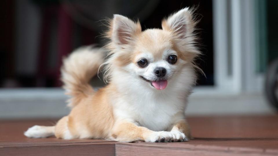 Teacup dog.