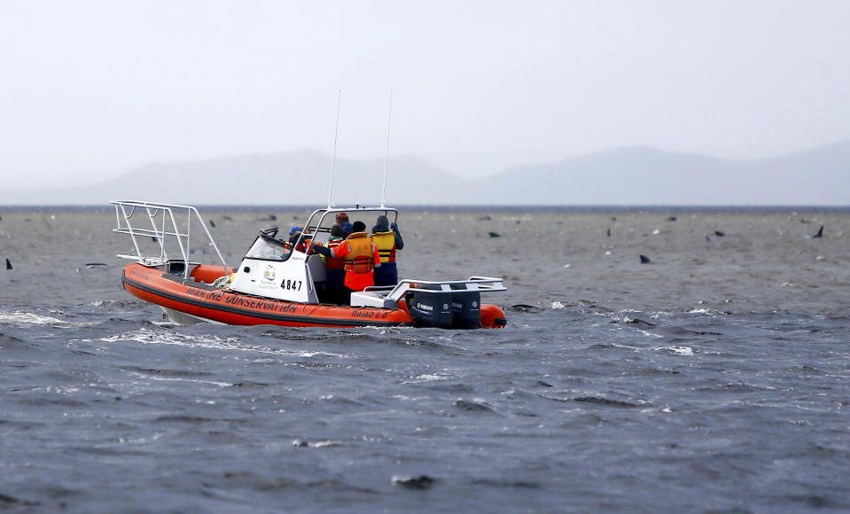 Rescue workers make a survey from a boat as they check on stranded whales near Strahan, Australia, Wednesday, Sept. 23, 2020. Authorities revised up the number of pilot whales rescued from Australia's worst-ever mass stranding from 50 to 70 on Thursday, Sept. 24, 2020, as the focus shifted to removing 380 carcasses from Tasmania state shallows. (Patrick Gee/Pool Photo via AP)