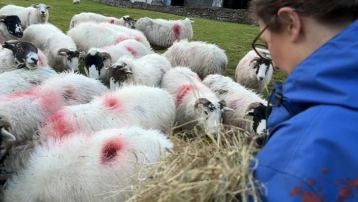 Rachel Gunning keeps sheep