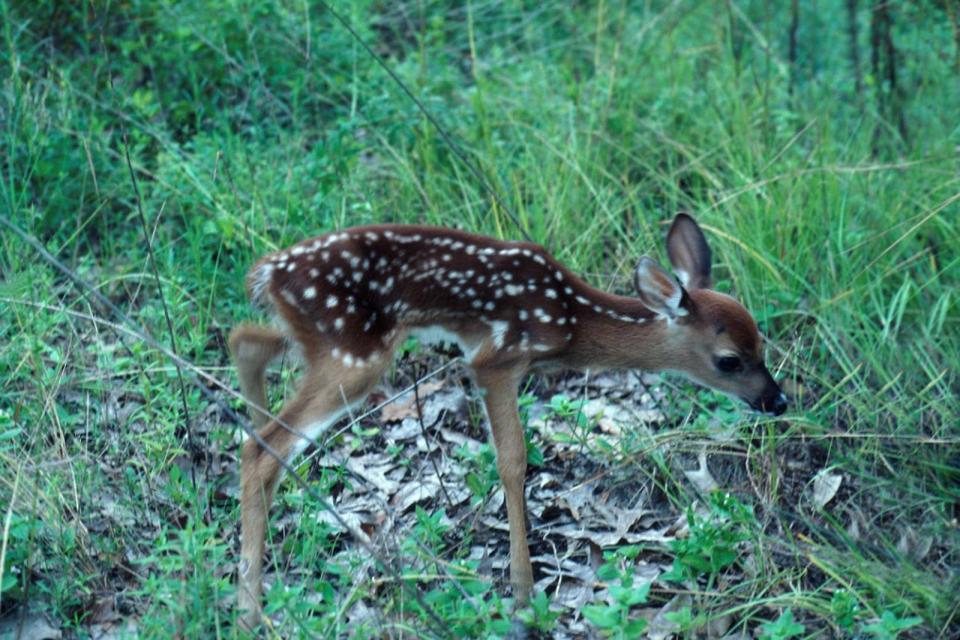 Adult male deer in Florida averages 115 pounds, but can reach 190 pounds or more in North Florida. The smaller females average 90 pounds with larger females weighing 120 pounds or more.