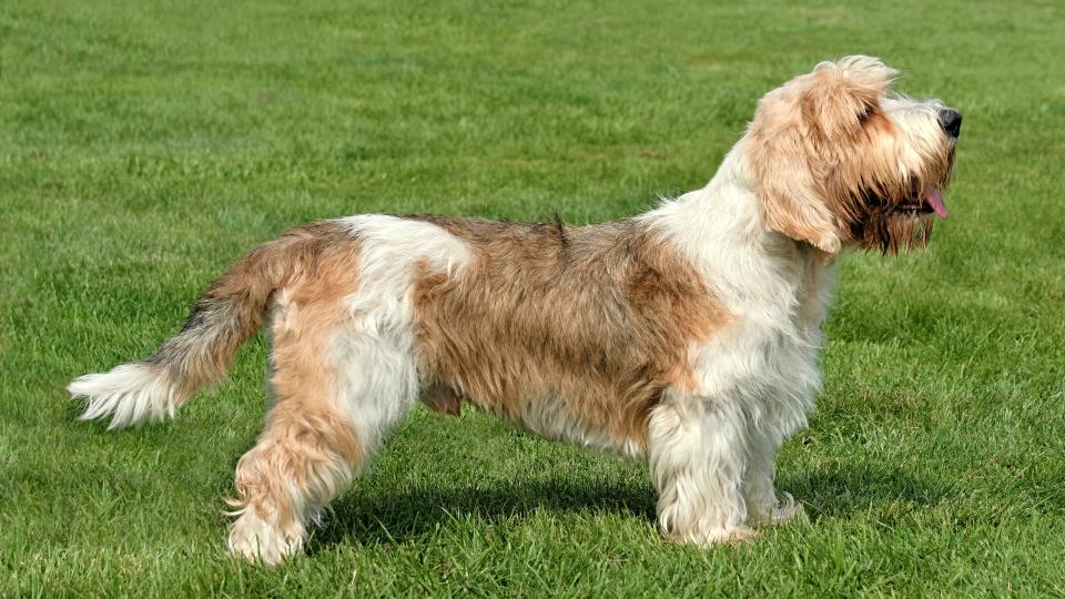 10. Petit Basset Griffon Vendéen