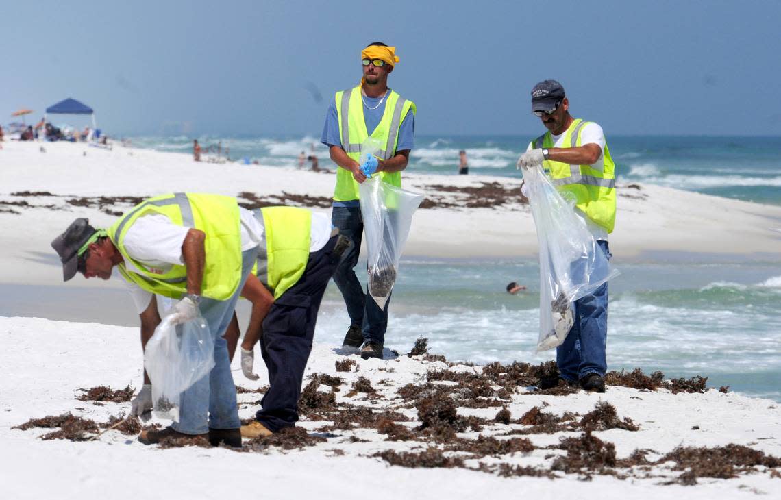 BP contract workers look for tar balls along the shore in Pensacola Beach, Florida, Monday, June 7, 2010.
