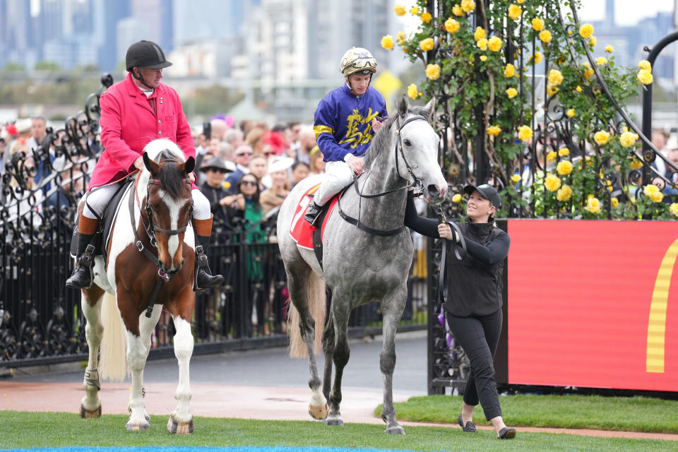 White Marlin ridden by Tim Clark, pictured here returning to the mounting yard after winning the The Macca's Run at Flemington.