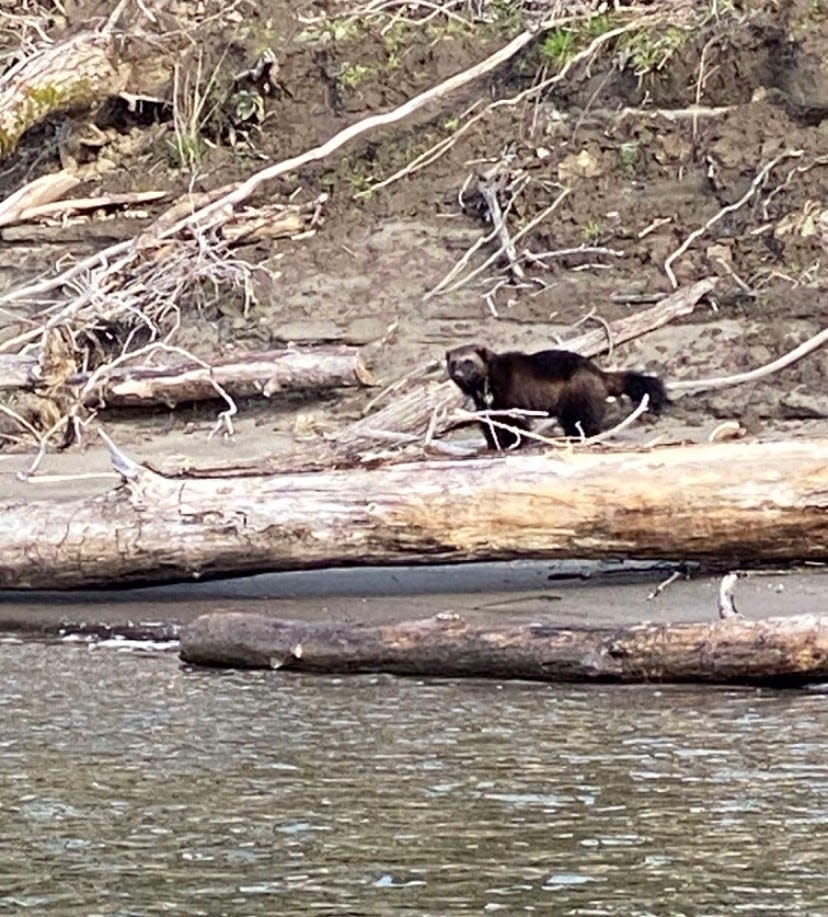 A wolverine is seen on the banks of the Columbia River on March 20.