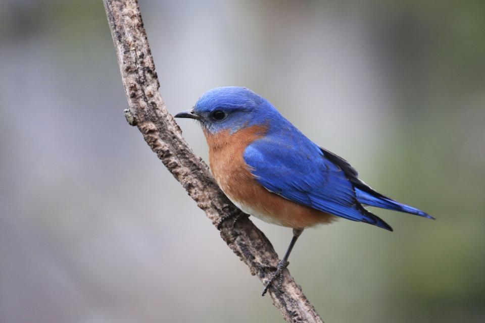 How do eastern bluebirds fit in with the cast of characters playing out the drama in area backyards?