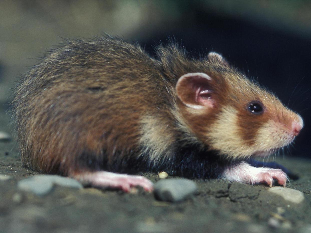 A wild hamster from north-eastern France coming out of its hole. Ecologists have been fighting for some years to protect the rodent which in the past was considered a pest by farmers. (GERARD BAUMGART/AFP/Getty Images)