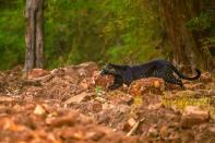 <p>Une panthère noire photographiée lors d'un safari dans le parc national de Tadoba, en Inde.</p>
