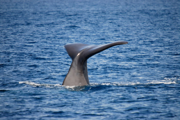 The caudal fin of a sperm whale, one of the endangered species at risk from oil and gas exploration off the U.S. Atlantic coast.