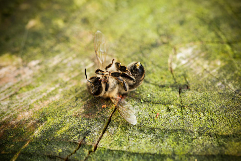 蜜蜂的數量急遽減少，由於人類大量使用農藥、破壞棲地，都衝擊蜜蜂的生存和健康。