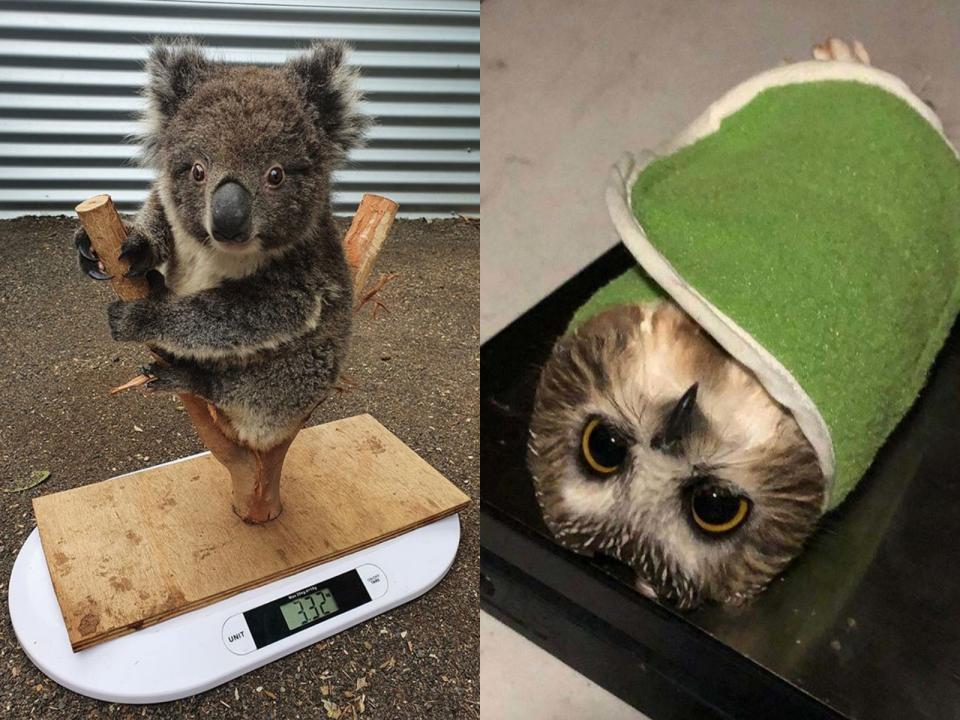 <p>原來是可愛內餡的壽司啊～還以為是貓頭鷹呢！（圖／Kangaroo Island Koala and Wildlife Rescue CentreReport; reddit） </p>
