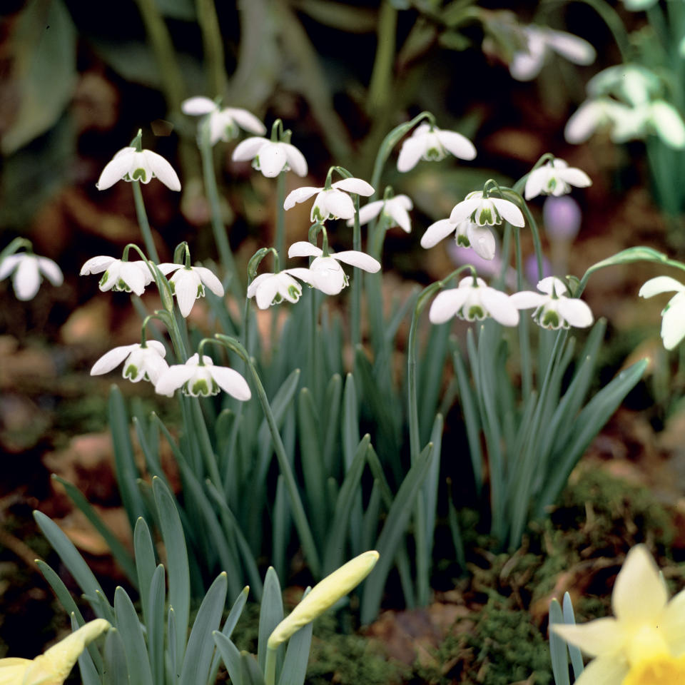 Snowdrops growing in ground