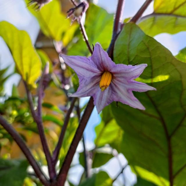 中華副刊 茄子花開