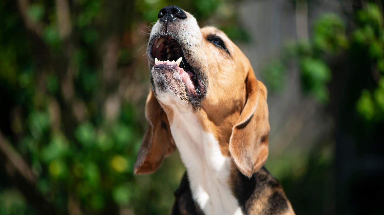  Beagle barking outside. 