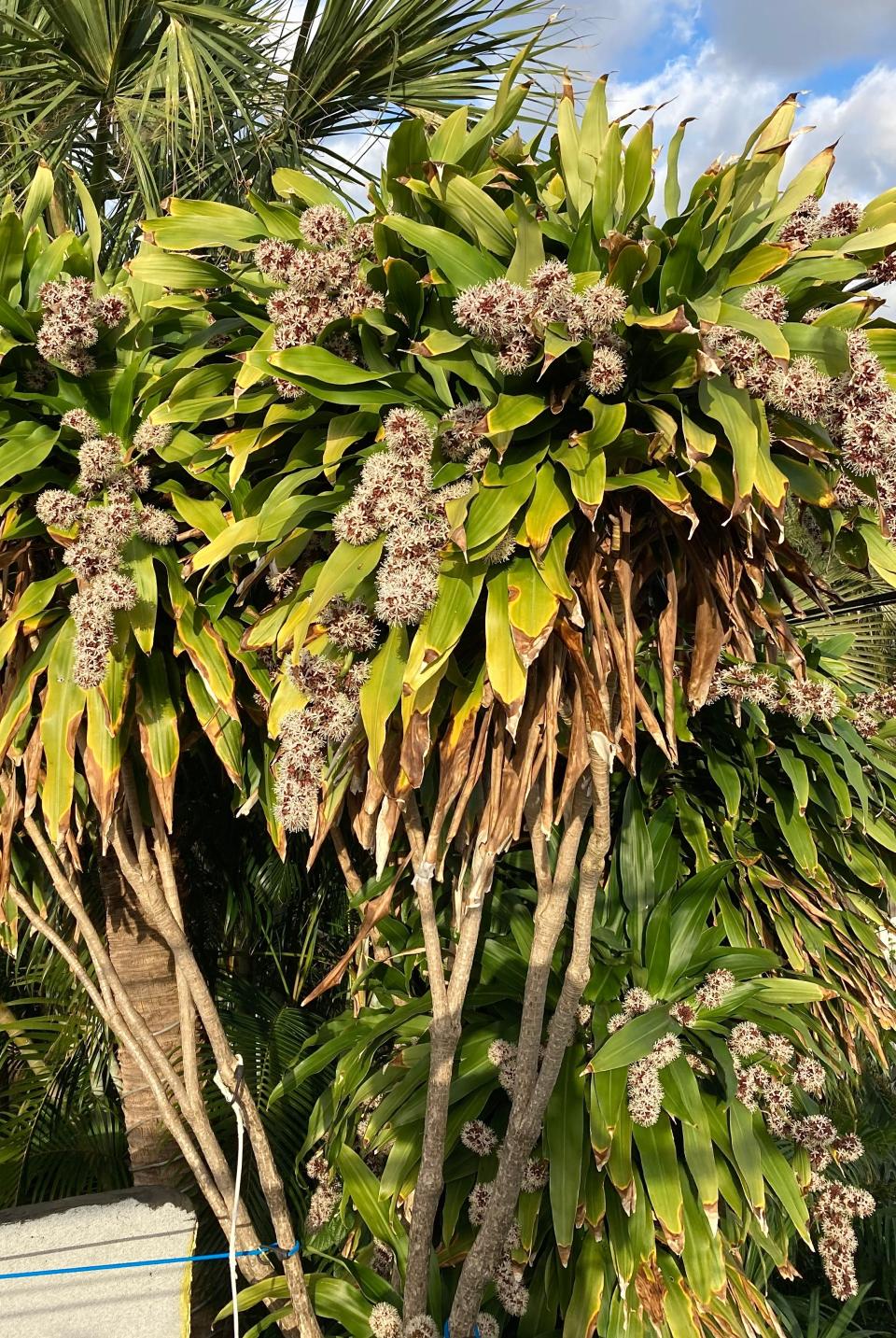 The dracaena fragrans, or corn plant, often flowers in fall and winter following a temperature drop of a couple weeks.