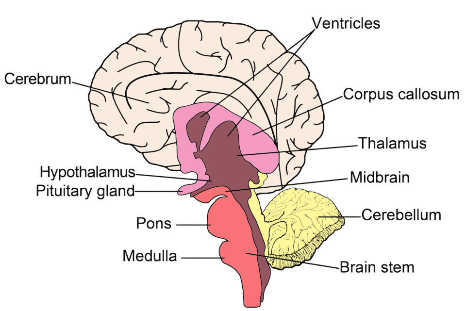 The brain stem is the bit at the bottom of the brain. <a href="https://www.shutterstock.com/image-vector/anatomy-human-brain-vector-illustration-basic-75070678" rel="nofollow noopener" target="_blank" data-ylk="slk:Shutterstock;elm:context_link;itc:0;sec:content-canvas" class="link ">Shutterstock</a>