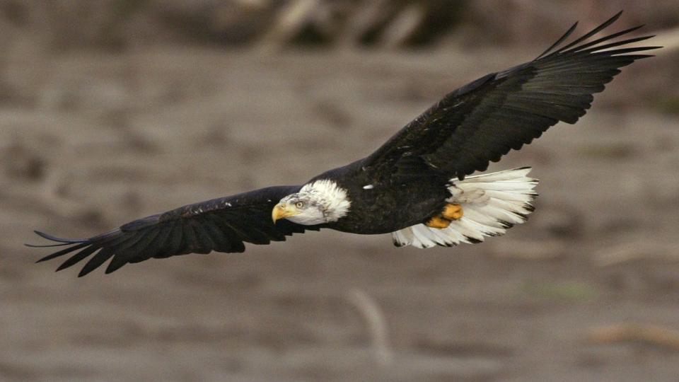 A bald eagle soars above the Skagit River near Rockport, Wash. in this Jan. 21, 2004 file photo. The American bald eagle, once nearly extinct, is a protected species.
