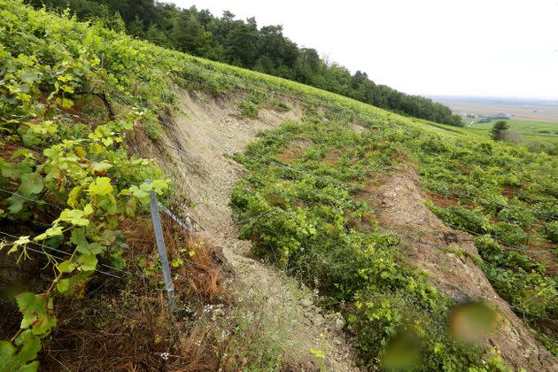 Photo prise le 15 juillet 2021 montrant le vignoble de Champagne touché par les pluies à côté d'Écueil dans la Marne. (Photo: FRANCOIS NASCIMBENI via AFP)