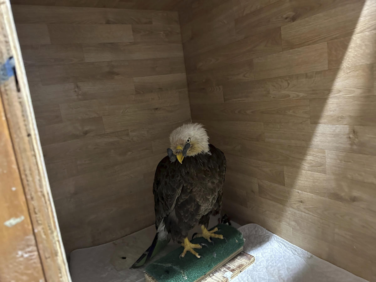 Volunteer rescues bald eagle as population recovers in Missouri