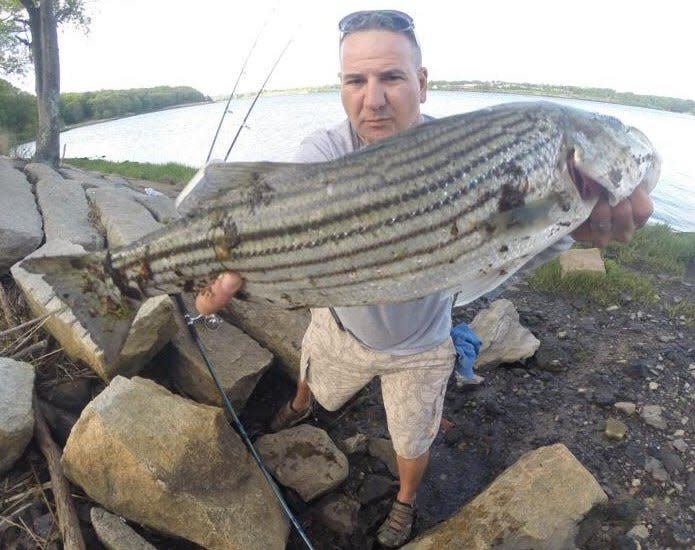 Carlos De Hoyas of Pawtucket demonstrates how large striped bass can be caught from shore on the Providence River — this one off Gano Street.