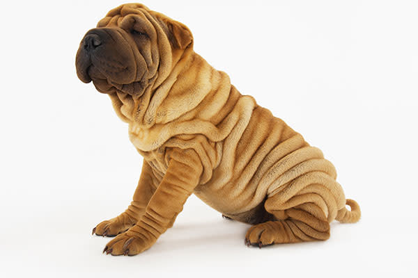 Shar Pei