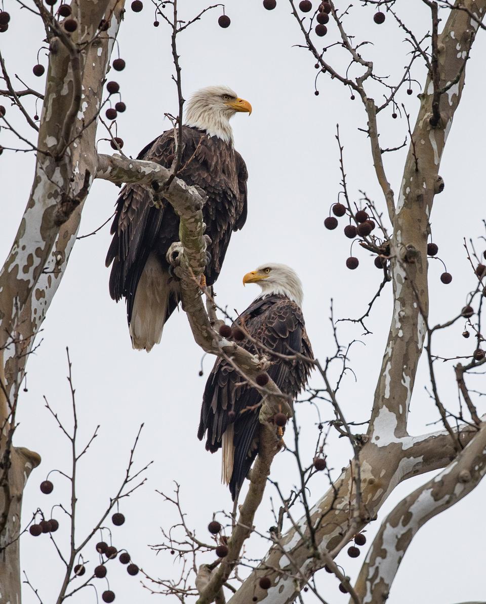 Bald eagles, during the winter time, get about half of their food from scavenging carcasses such as those left over from hunting. Doing so, however, can put them at risk from lead poisoning if the deer or other animal was killed with lead shot.
