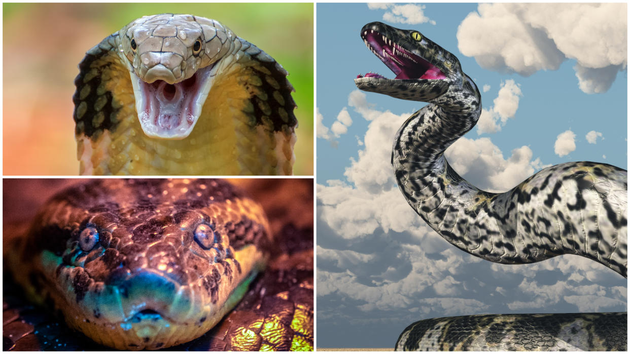  A king cobra with fangs showing, an artist impression of a titanoboa and a close up of an anaconda. 