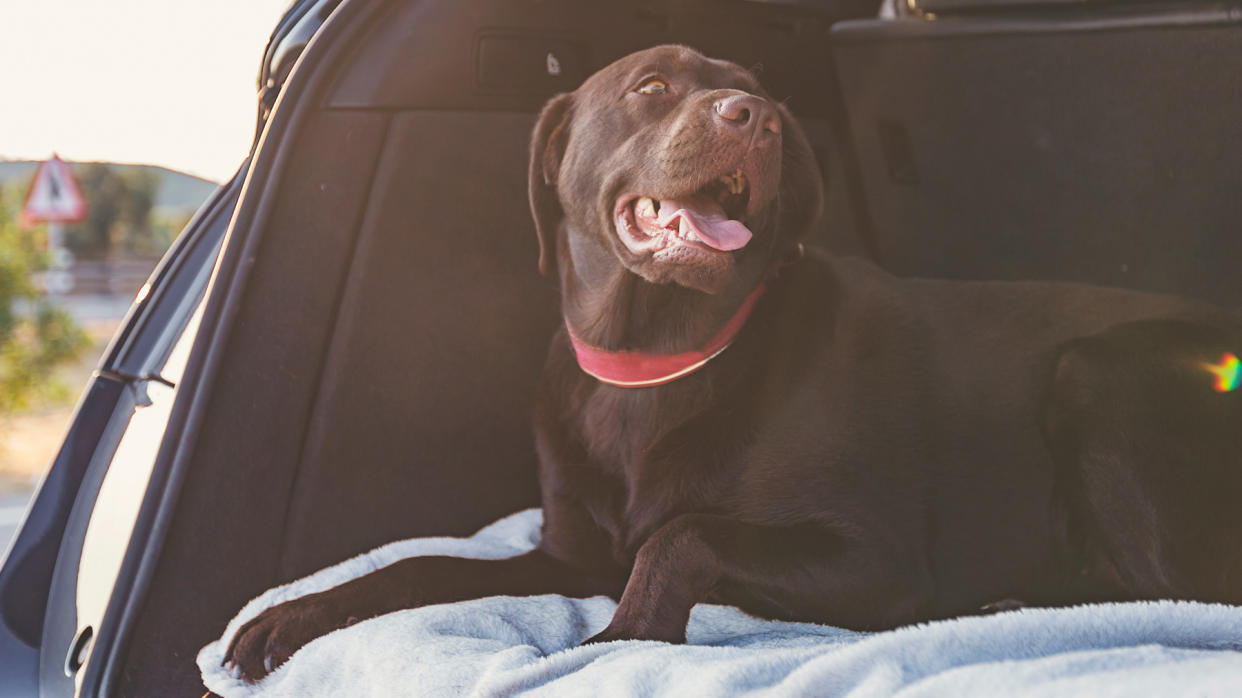  Dog sitting in the boot of a car 