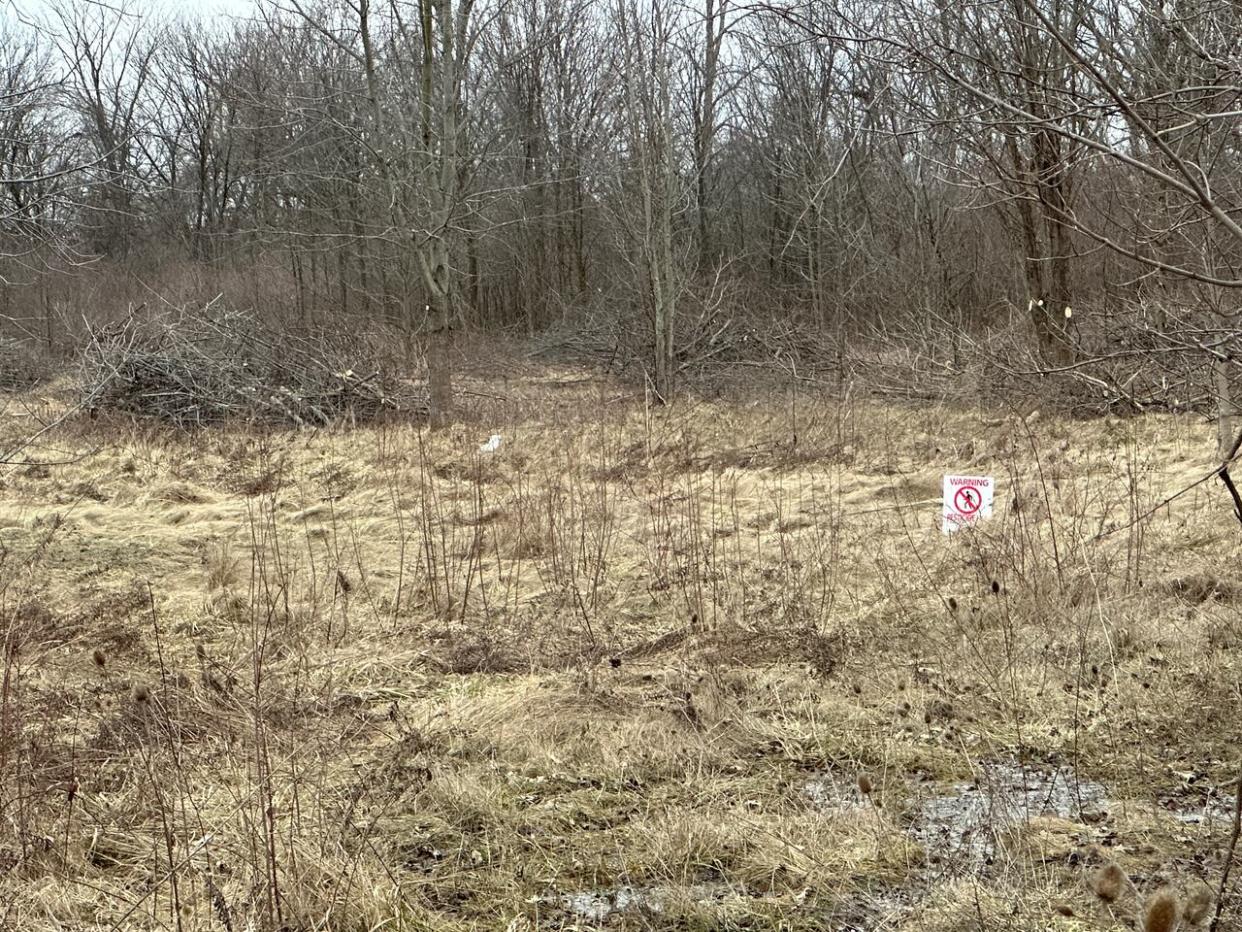 The area of Derwent Park near the S. Cohen bridge which is being turned into meadow to protect species at risk. (Dale Molnar/CBC - image credit)