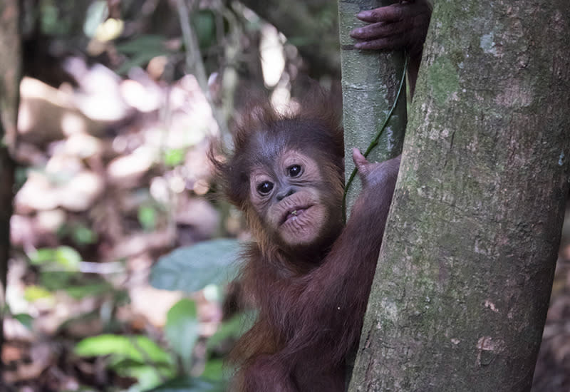 Gunung Leuser National Park, Indonesia