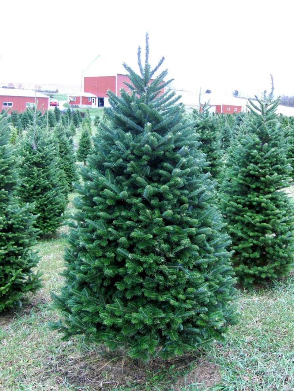 3) Christmas Trees in the Mail