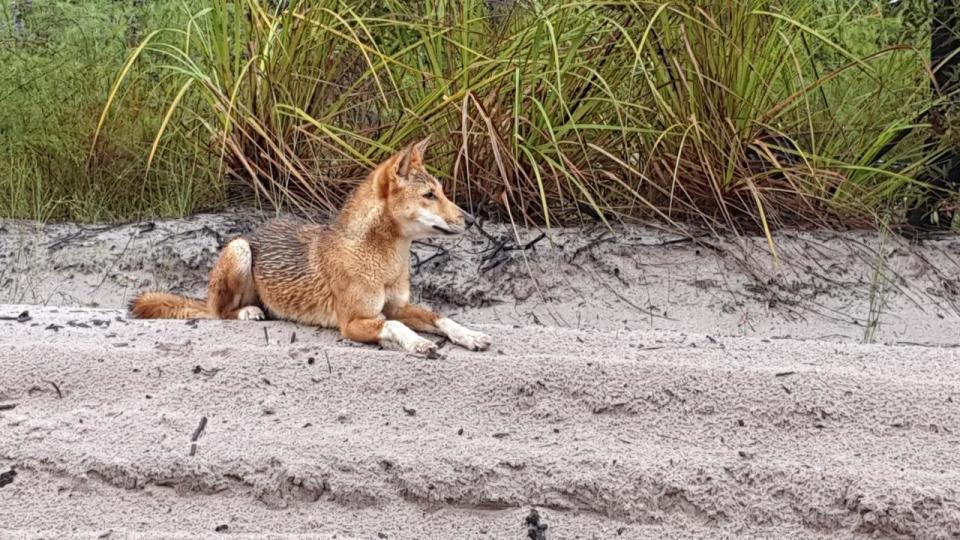 Dingoes are very common to see on K’gari (Fraser Island) but authorities warn they shouldn’t be approached. Picture: Supplied