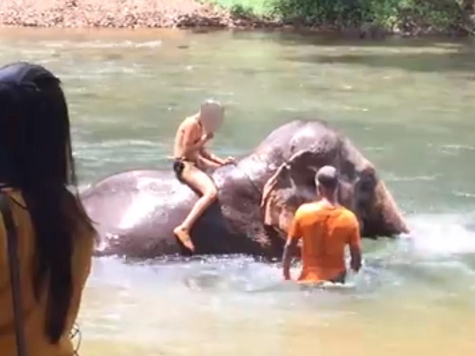 Video shows 'shocking cruelty' towards elephants at Jungle Book themed resort sold by top UK travel agencies