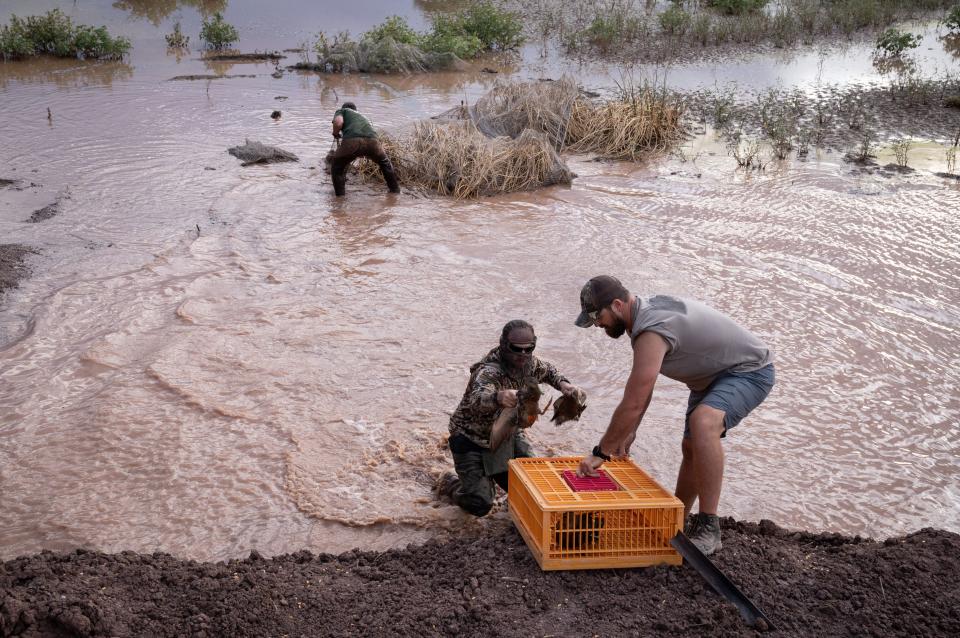 Philip Lavretsky (center), UTEP associate professor of biological sciences, puts captured Mexican ducks in a crate on Aug. 16, 2023, at the Whitewater Draw Wildlife Area in McNeal, Arizona. Assisting Lavretsky is Eric Larson, a volunteer.