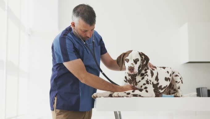 Lung Cancer (Squamous Cell Carcinoma) in Dogs: Symptoms, Causes, & Treatments