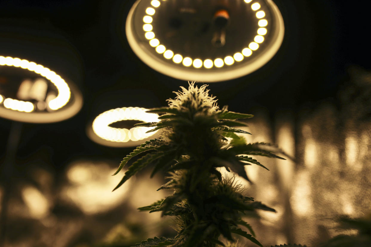 cannabis plant in green house Juancho Torres/Anadolu Agency via Getty Images