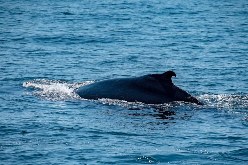 PHOTO: A humpback whale swims and feeds off of Jeffreys Ledge in the Gulf of Maine, near Gloucester, Massachusetts, on May 8, 2023. (Joseph Prezioso/AFP via Getty Images, FILE)