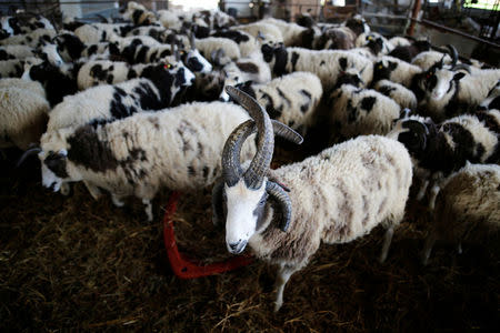 Jacob sheep stand in their barn in Ramot Naftali, Israel, February 21, 2018. Picture taken February 21, 2018. REUTERS/Amir Cohen