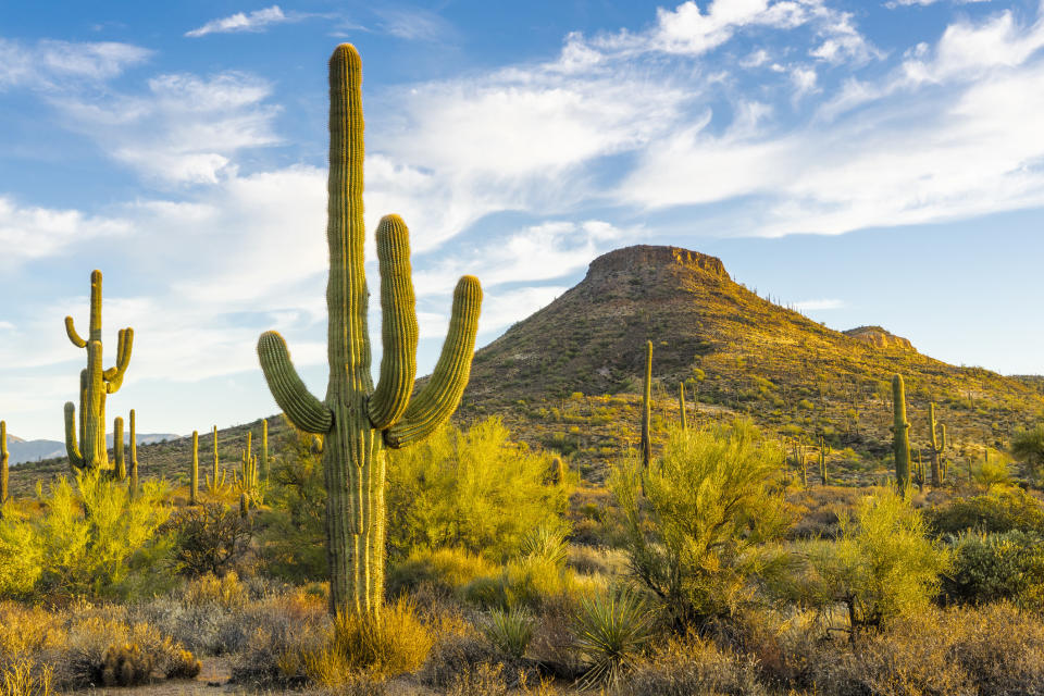 saguaro cactus in the desert