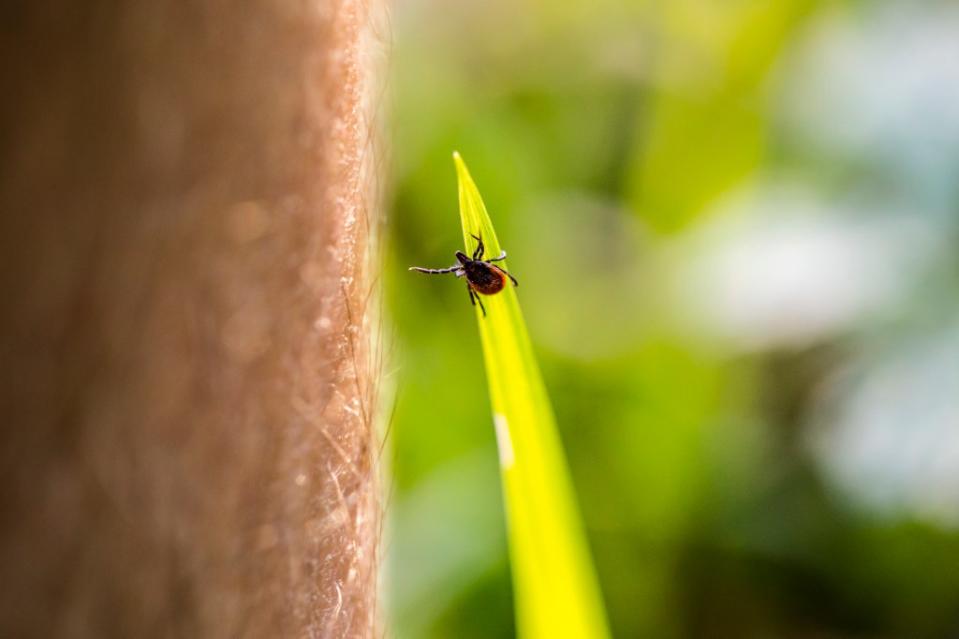 A Memphis-based company called US Biologic aims to solve the epidemic by going straight to the source and vaccinating mice via food pellets — and studies have shown to be promising. Getty Images/iStockphoto