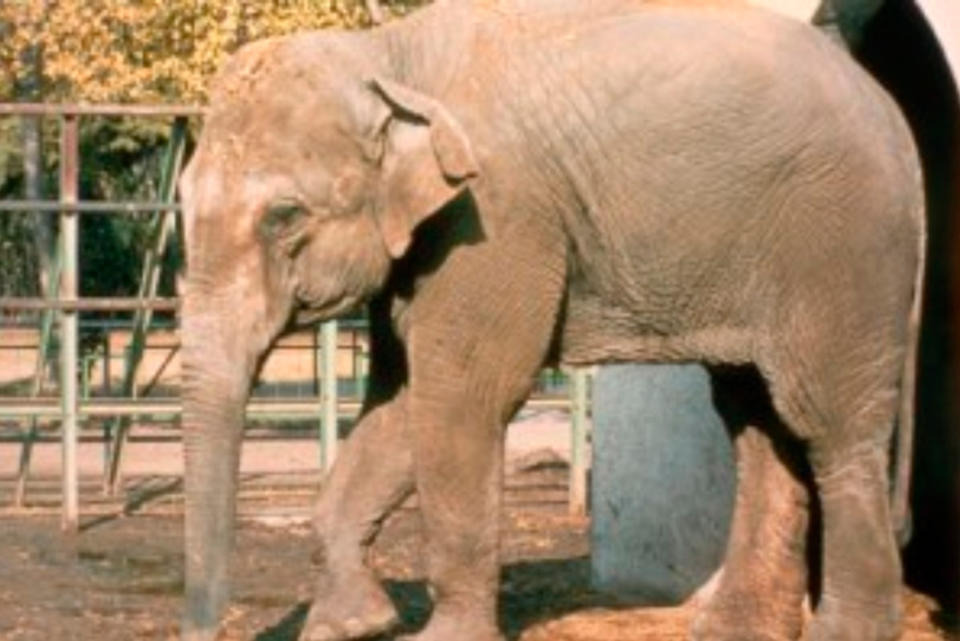 Flavia the ‘world’s saddest elephant’ dies after spending 43 years alone in a zoo.