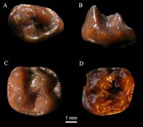 Fossil molars from the newly identified species Simiolus minutus (Stony Brook University/James Rossie)