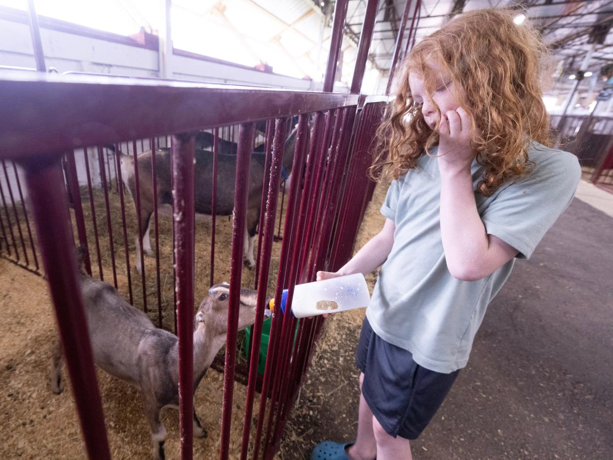 CJ Shaffer, 7, of Navarre, feeds one of the Lamancha goats his family was showing Tuesday at the Stark County Fair.