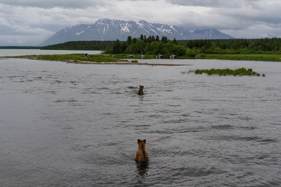 Two bears at Katmai National Park in Bristol Bay in early July, near the start of the fat bear fishing season. (Photo for The Washington Post by Sophie Park)